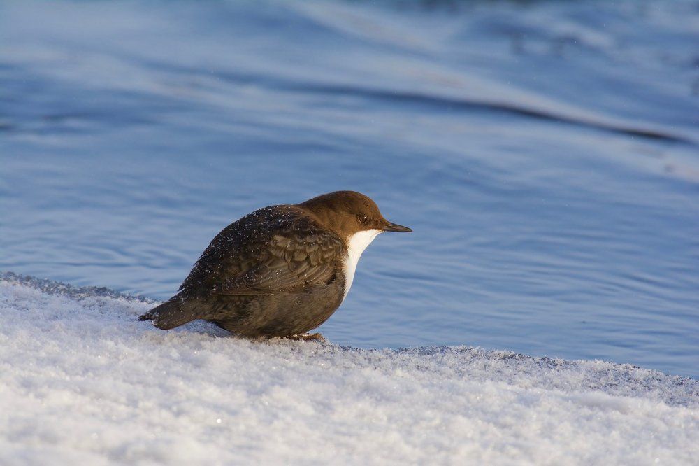 Почти пингвин.