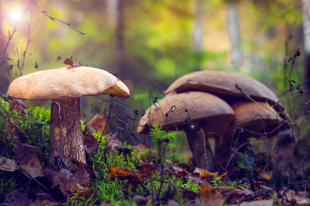 Осенний урожай!