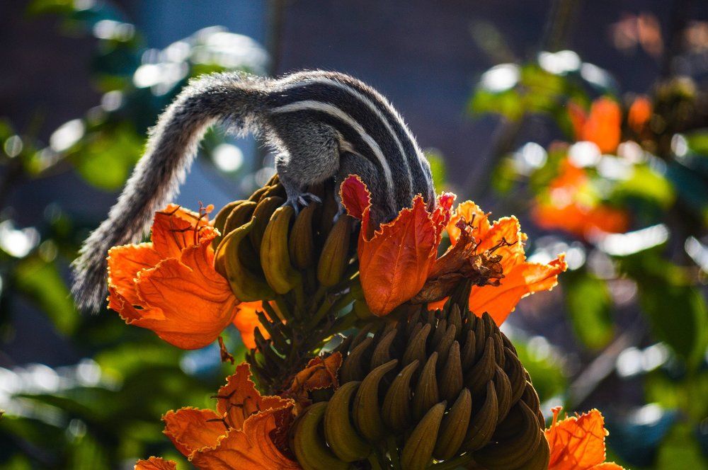 squirrel eating flower