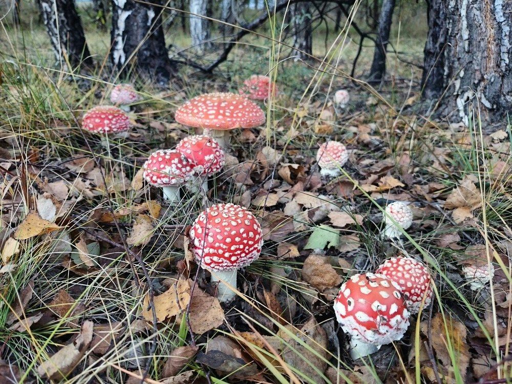 Лесной уголок