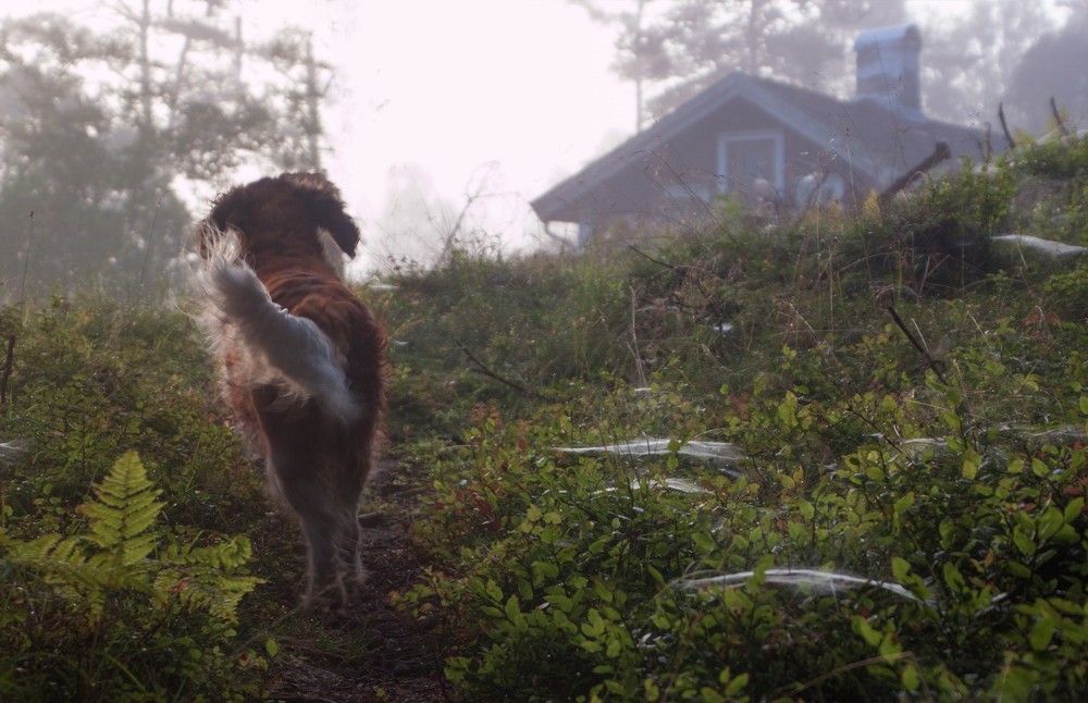Утро в Рэннеланде
