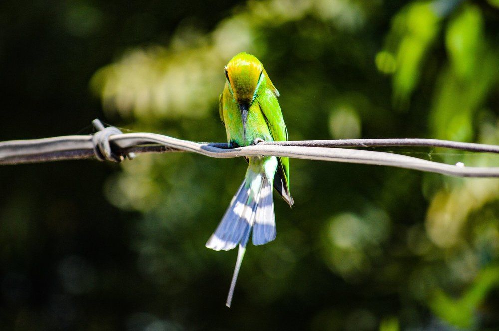 bee eater silhouette
