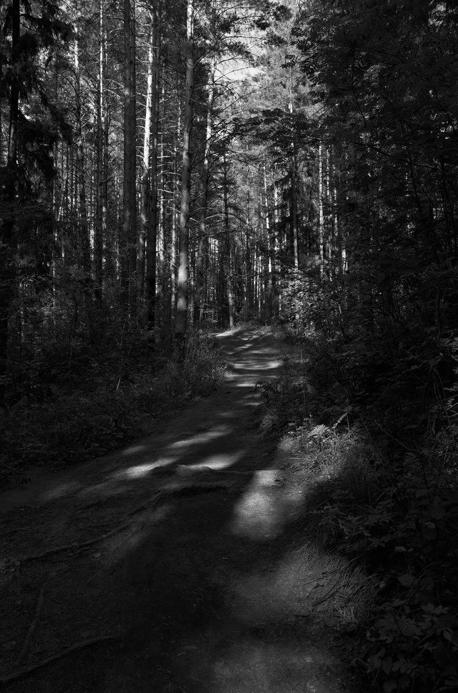 Нефтекамский лес