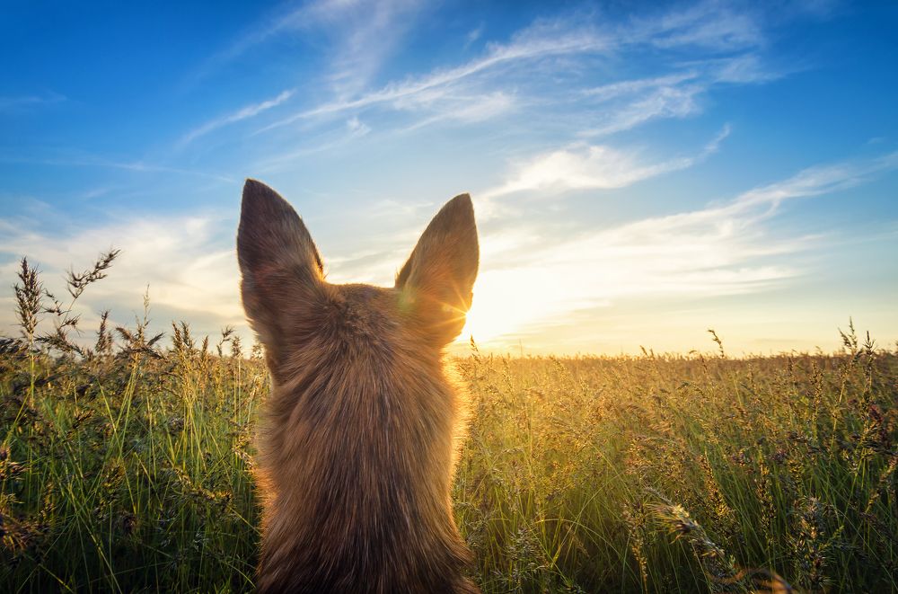 Ценитель прекрасного