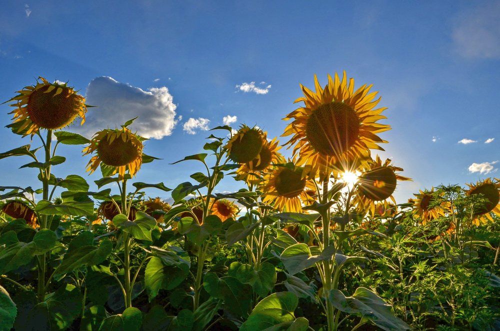 Подсолнечное настроение