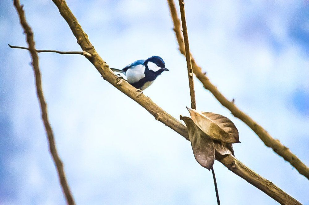 Bird