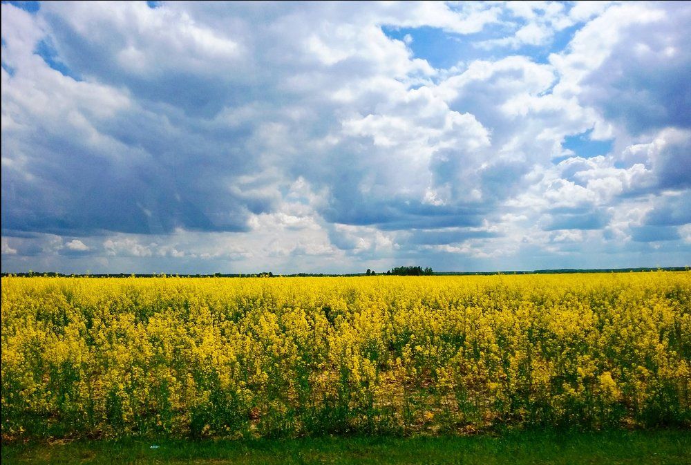 запах  пряности