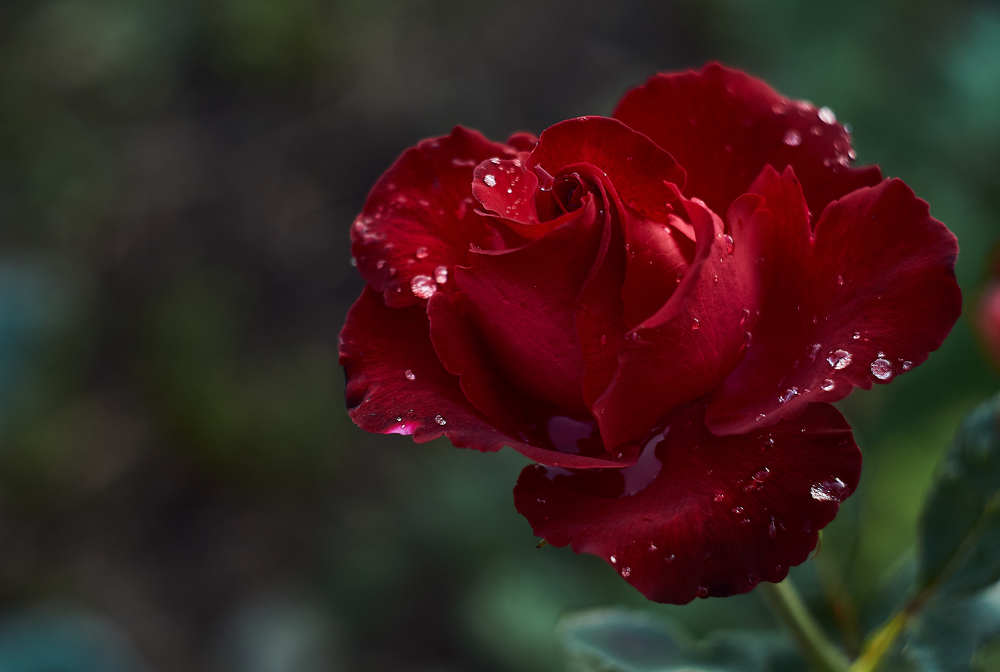 Фотография автора Александр