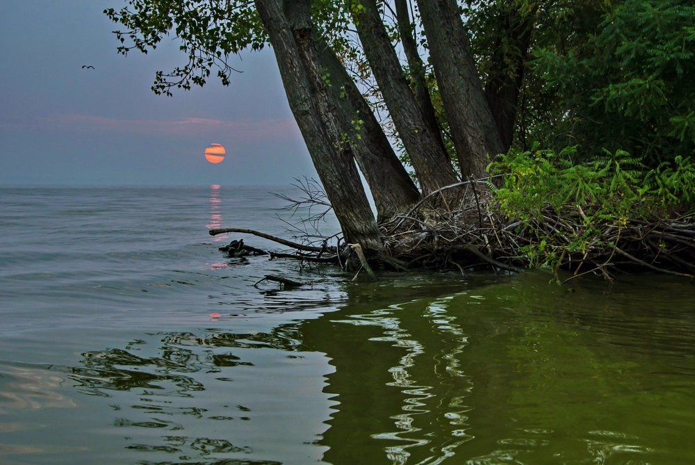 Кардиограммы рассвета