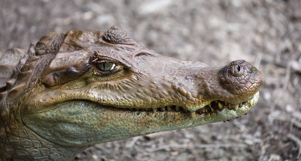 У каждой красавицы свои украшения