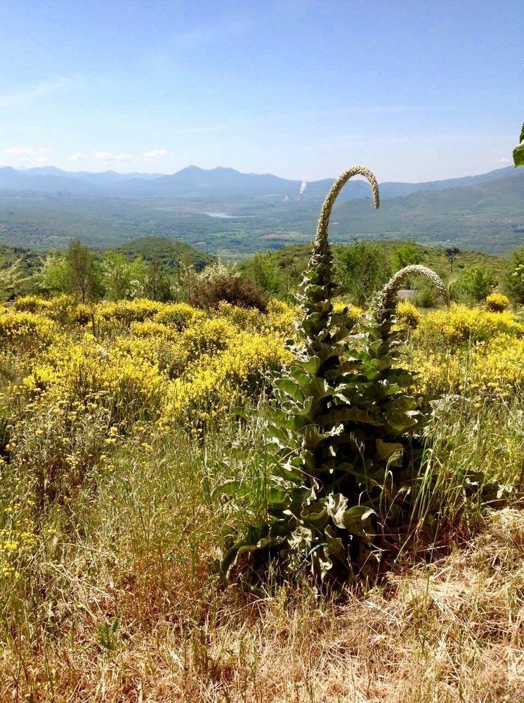 Лето звенит.