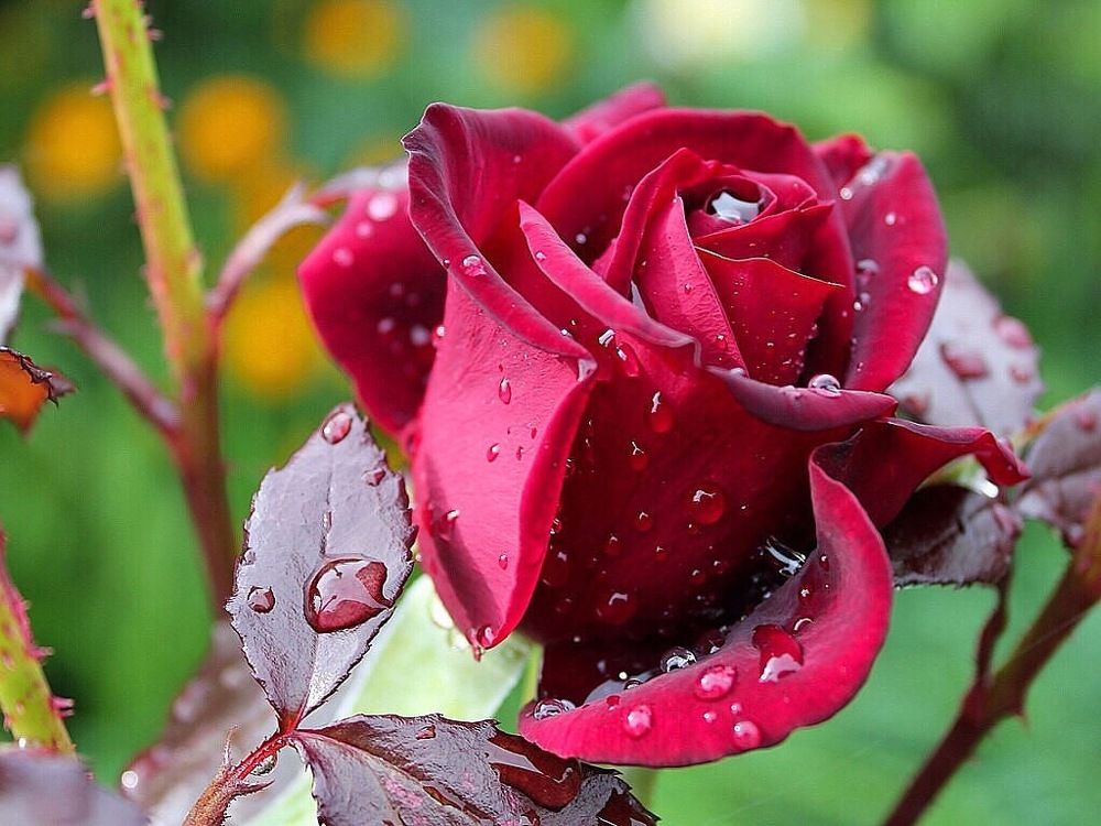 Дождь прошёл.