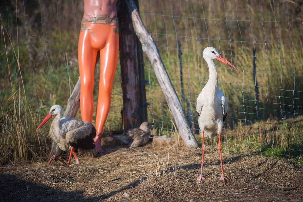 Птичий двор