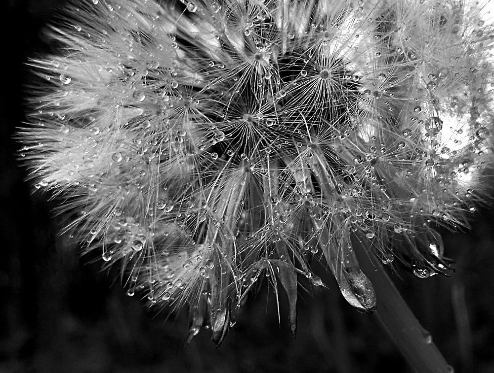 цветы без цвета