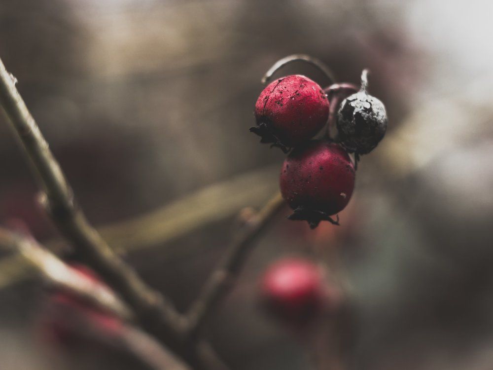 Зимние ягоды