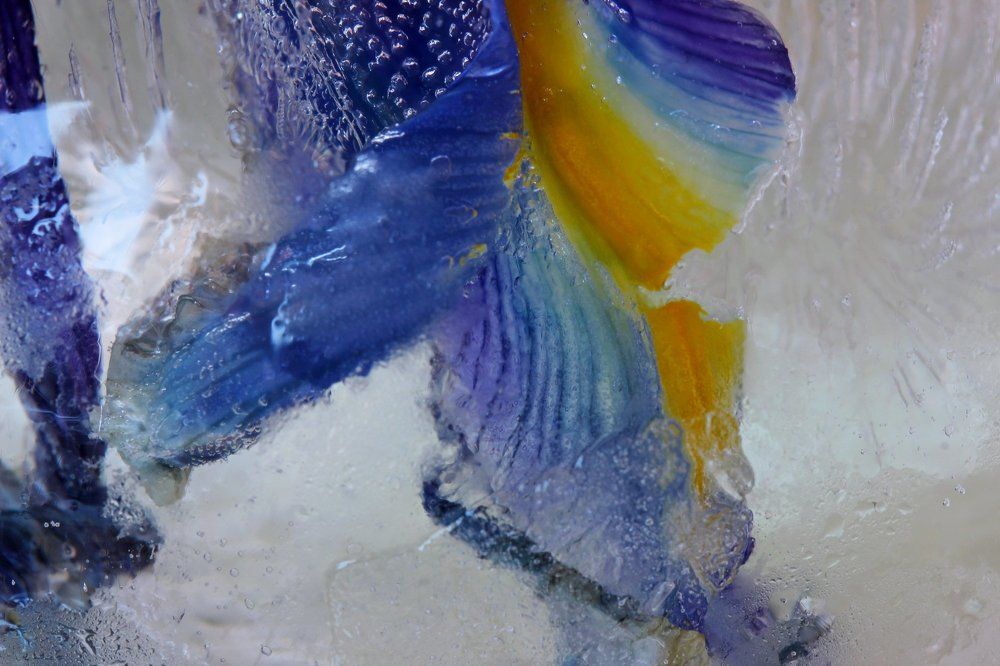 Зимняя весна