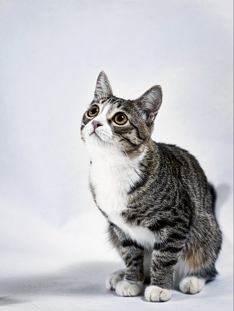 Портрет молодого кота