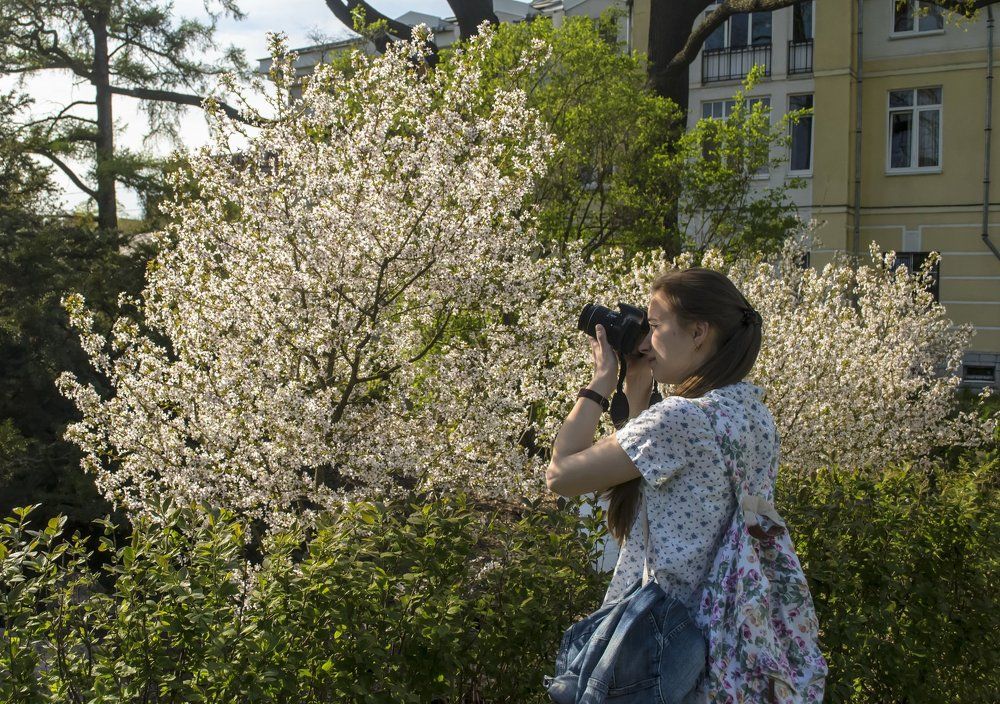 Когда цветет сакура