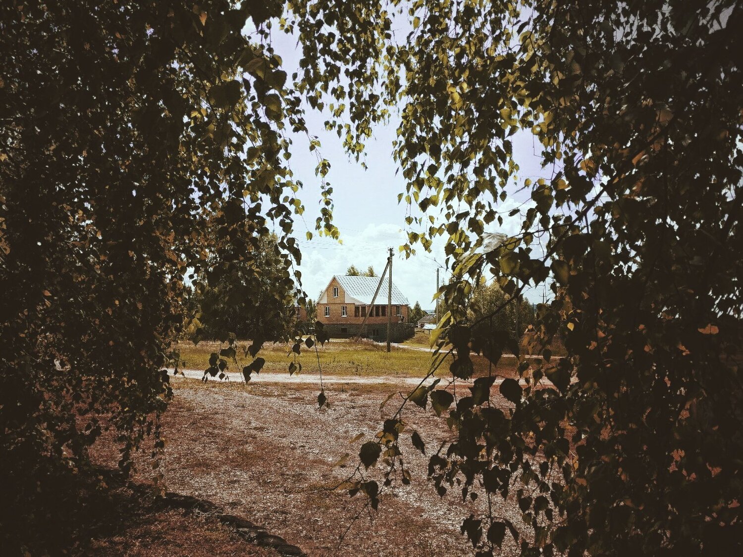 Через ветви