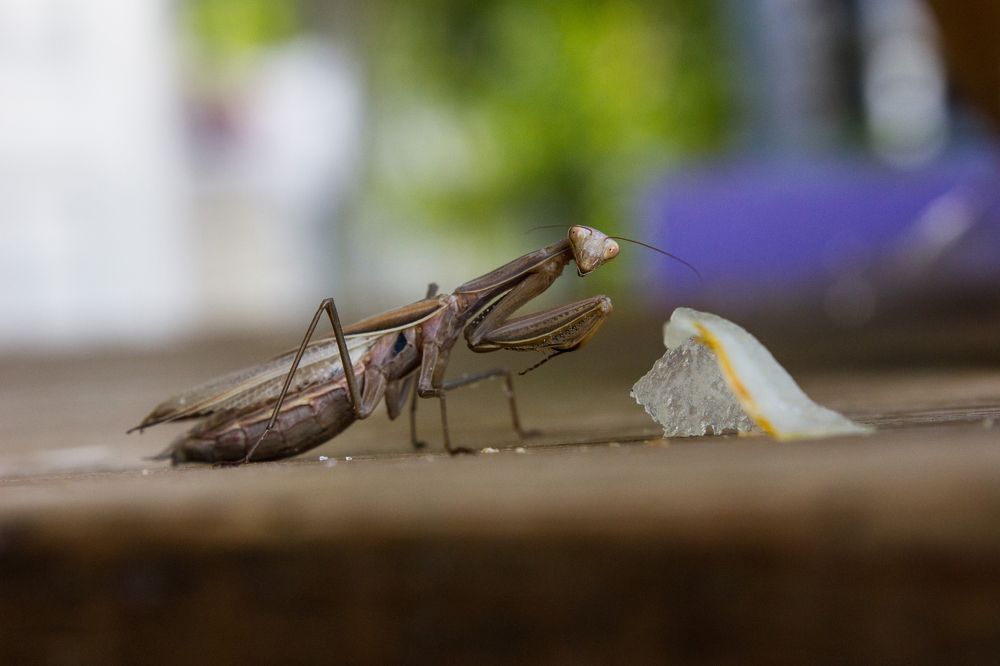 Дынный Богомол