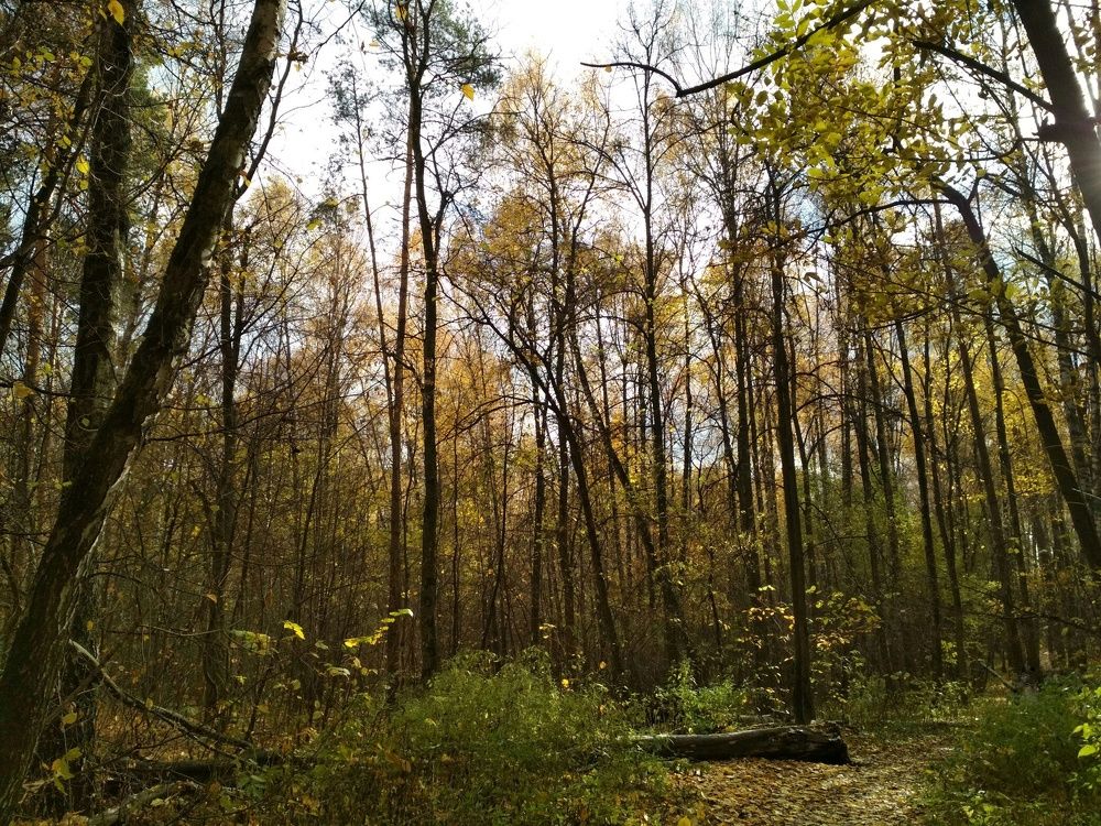 Осень ясная