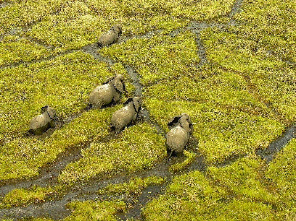 Болотные бродяги