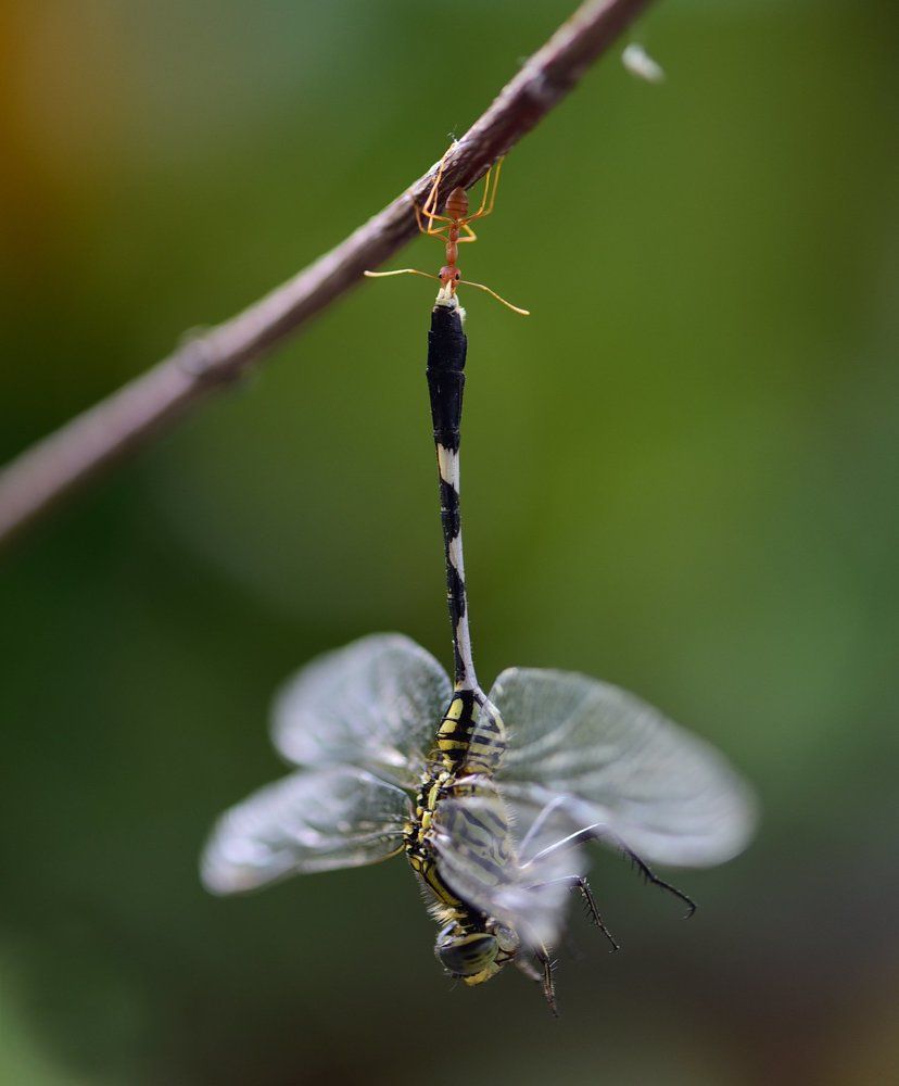 ant and dragonfly