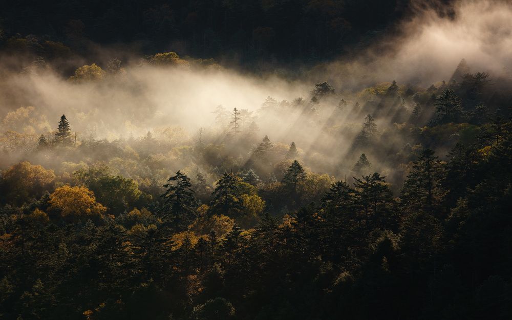 Свет, сосны, туман.