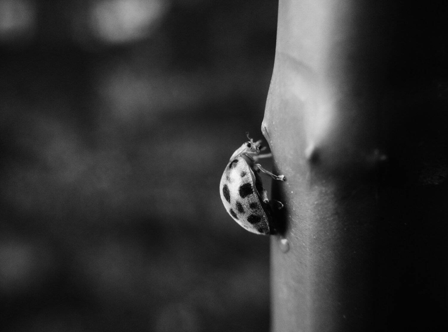 Lazy Bug