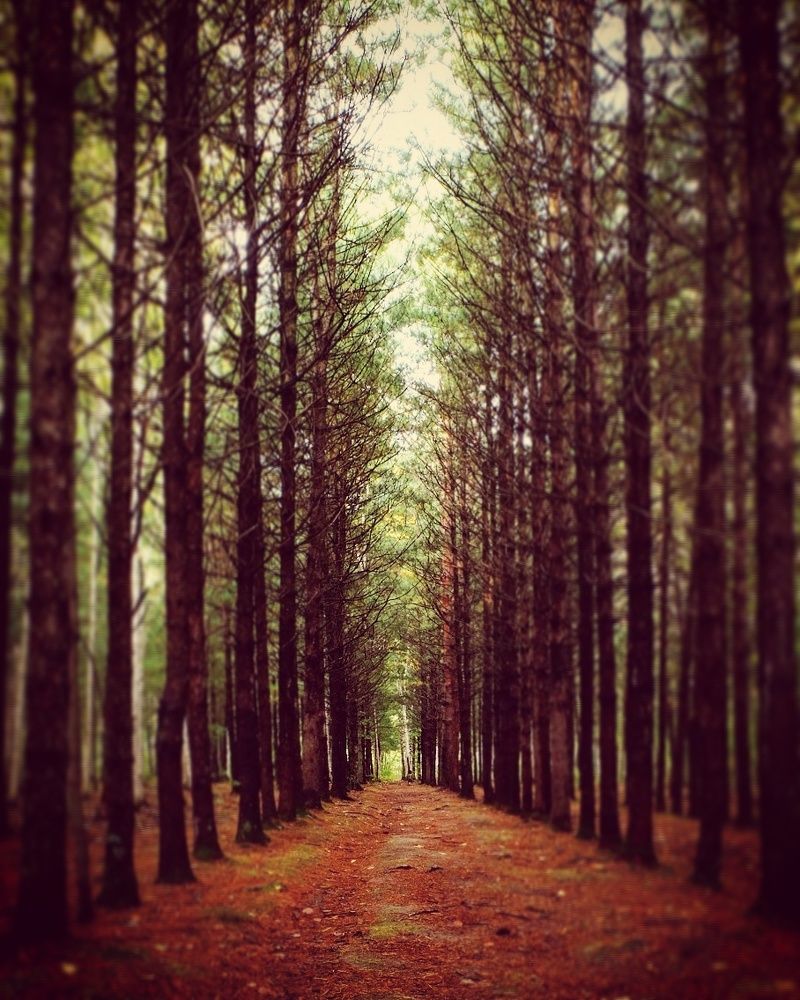 Волшебный лес