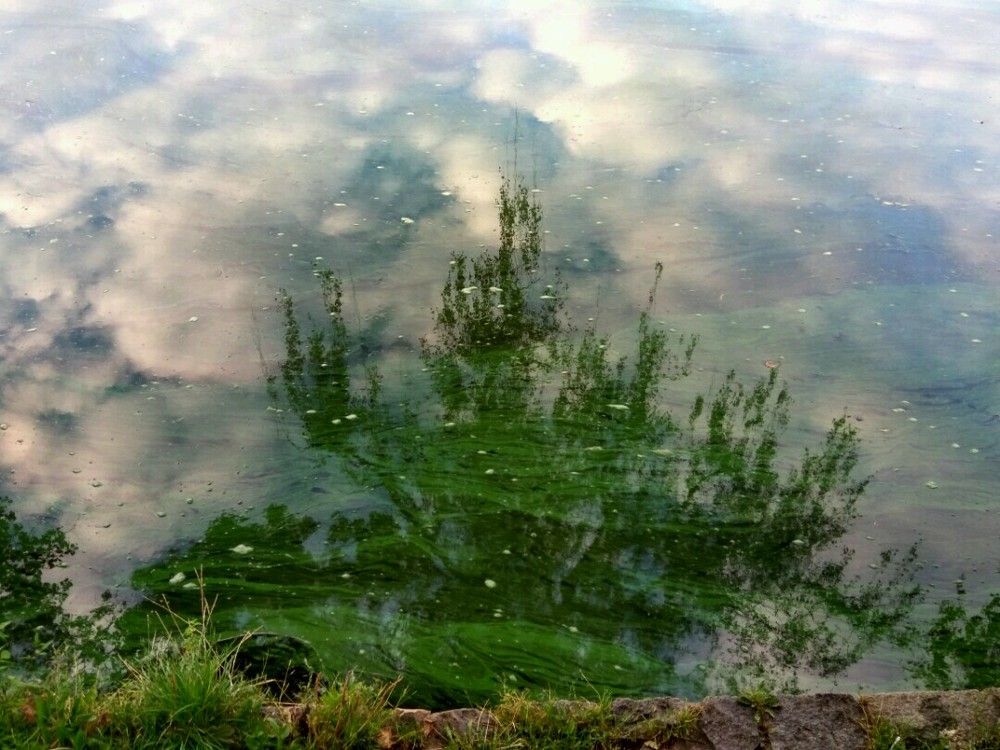 Водяная ель