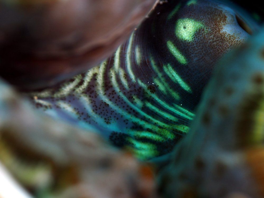 Четыре ракурса тридакны