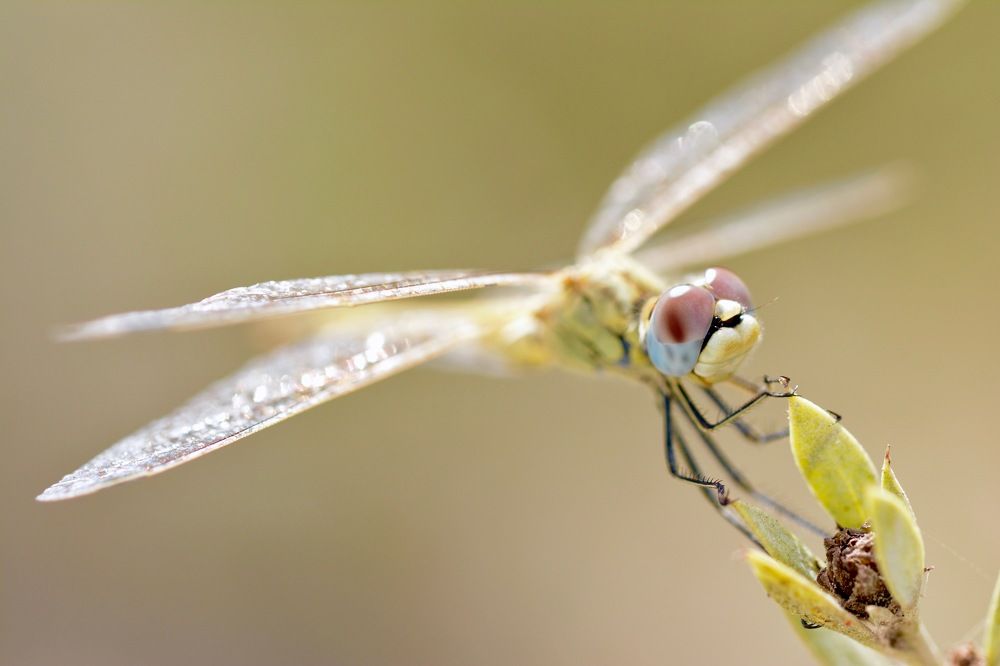 Dragonfly