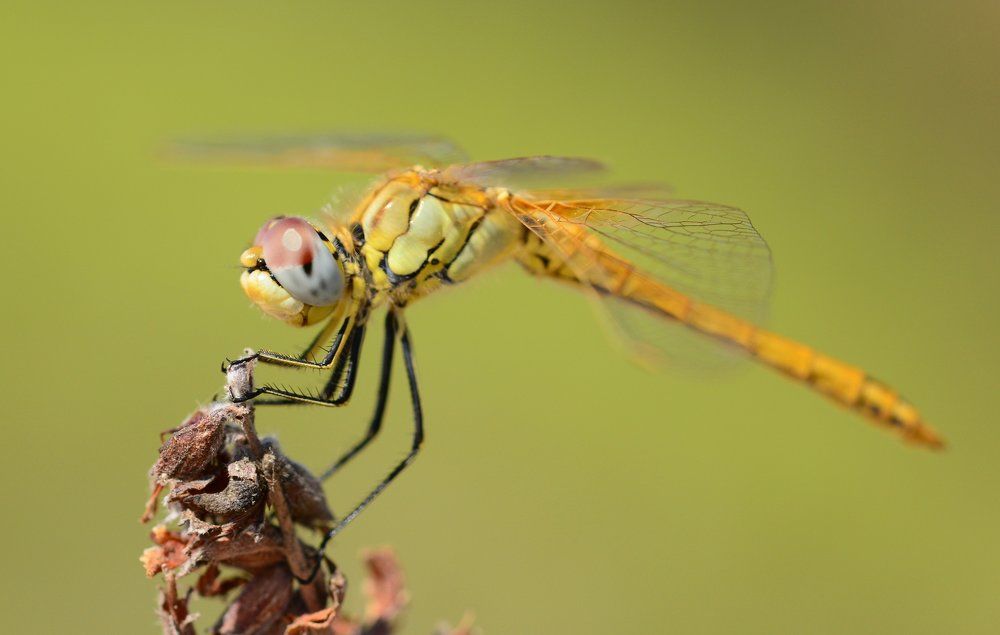 Dragonfly