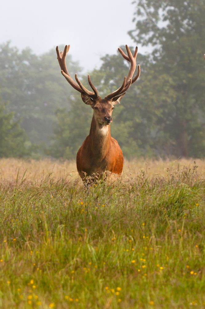 Золотая осень