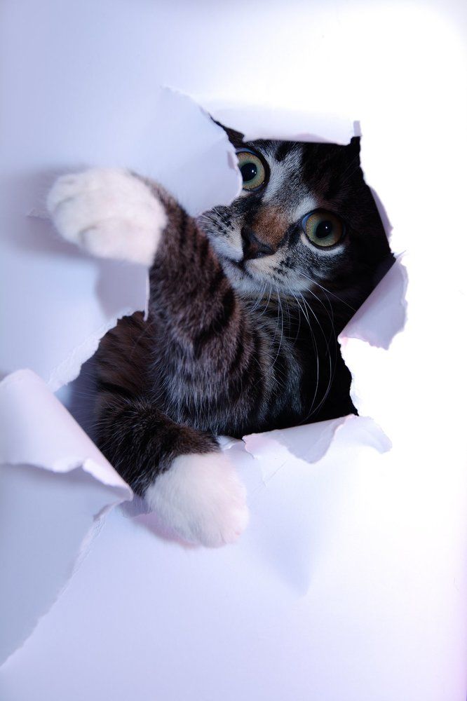 Милый котя.