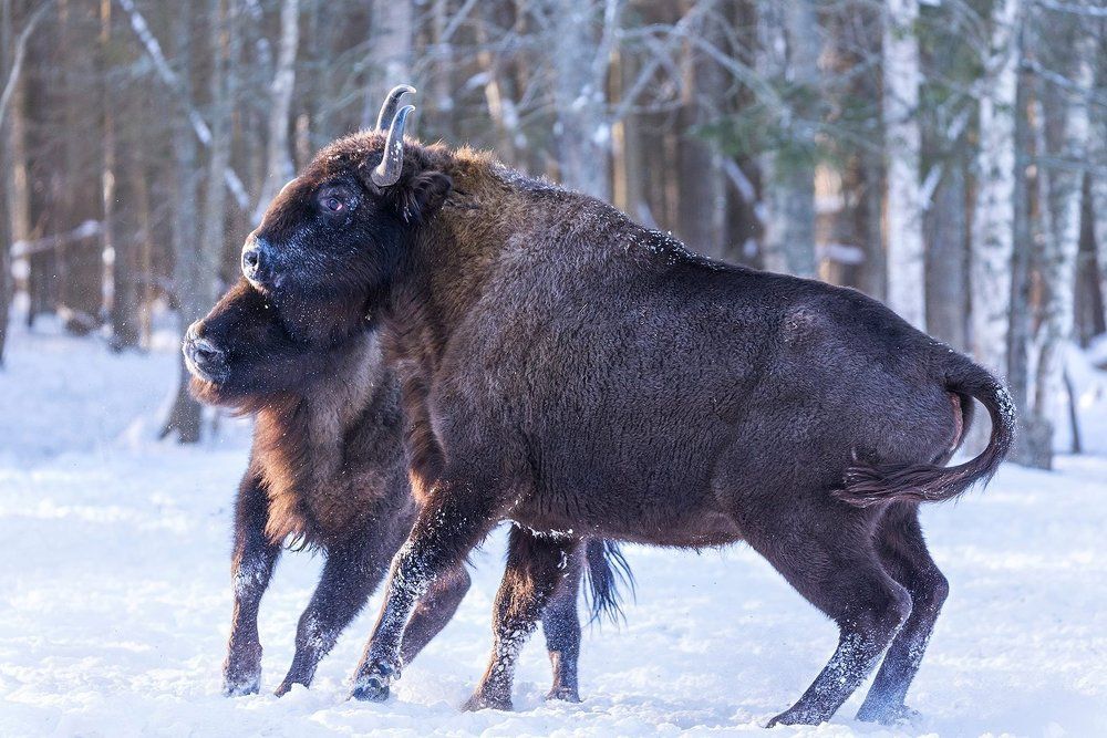 Битва двух Якодзун