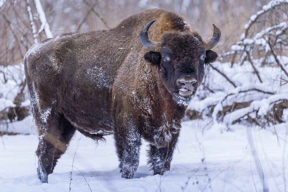 Покажу тебе язык , подарю тебе гримасу...