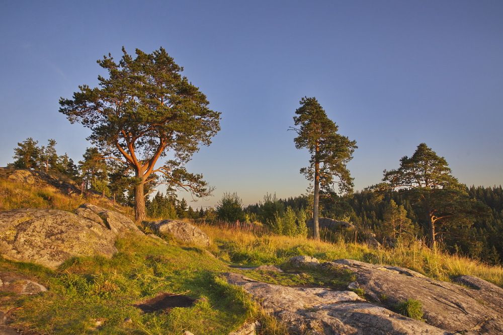 У леса на опушке...