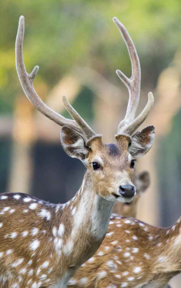 Spotted Deer Portrait..