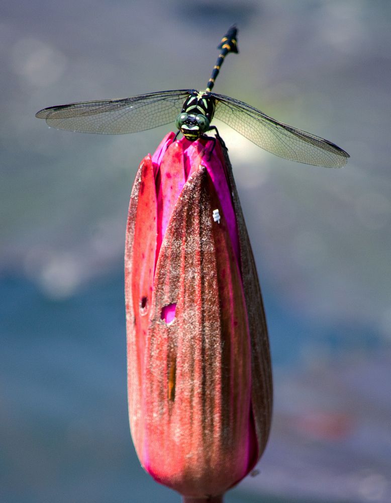 A dragonfly perches on an unbloomed flower.
