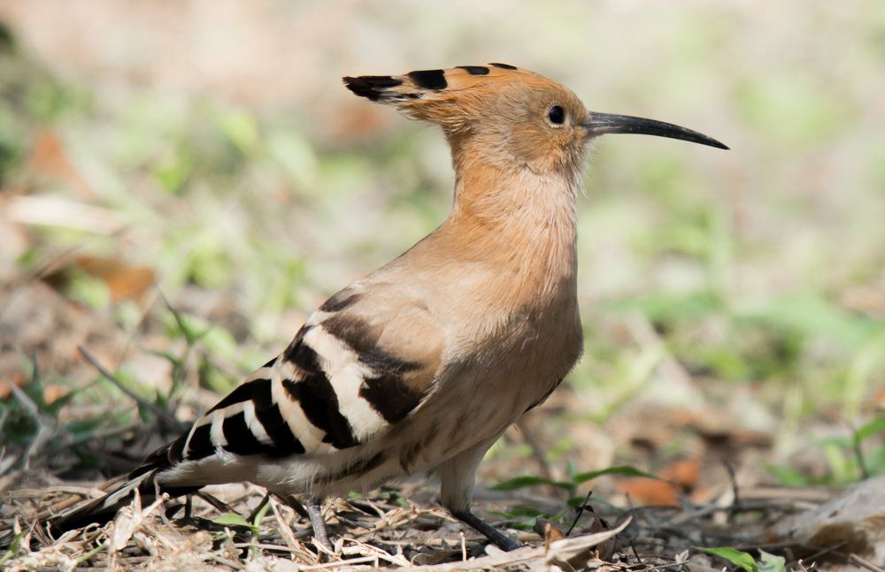 Hoopoe bird