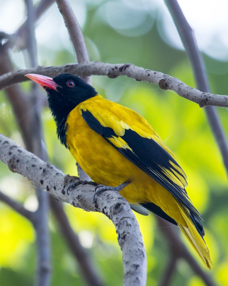 Black-hooded oriole Bird