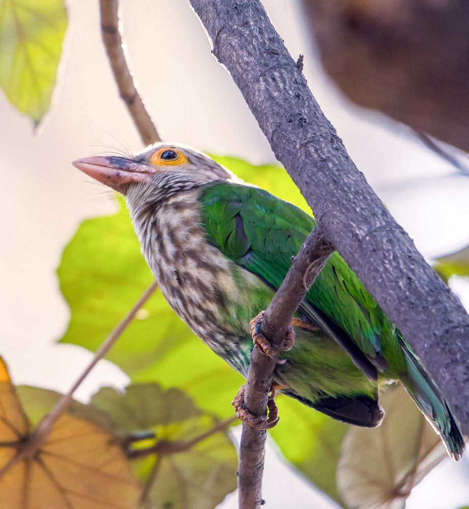 lineated barbet