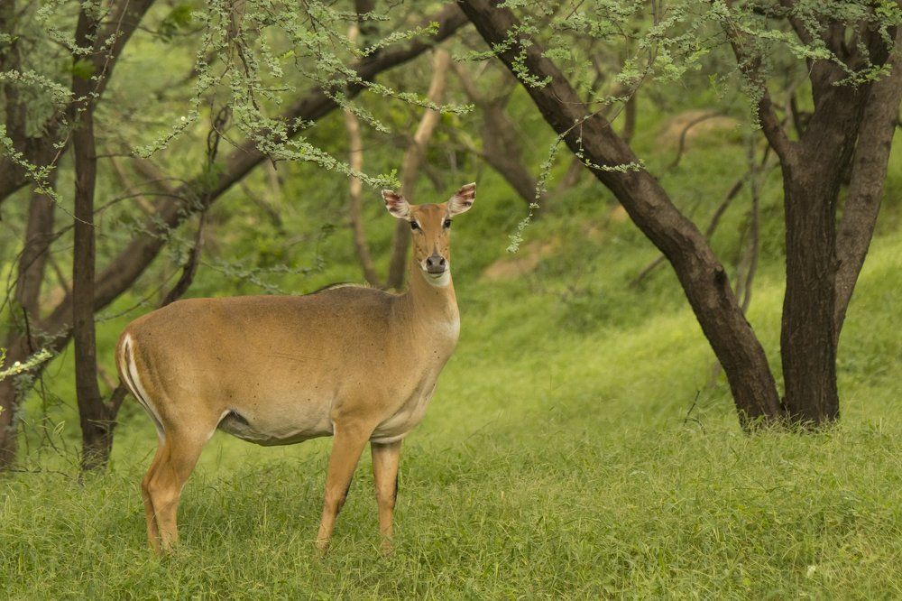 Blue Bull (Female) in natural habitat