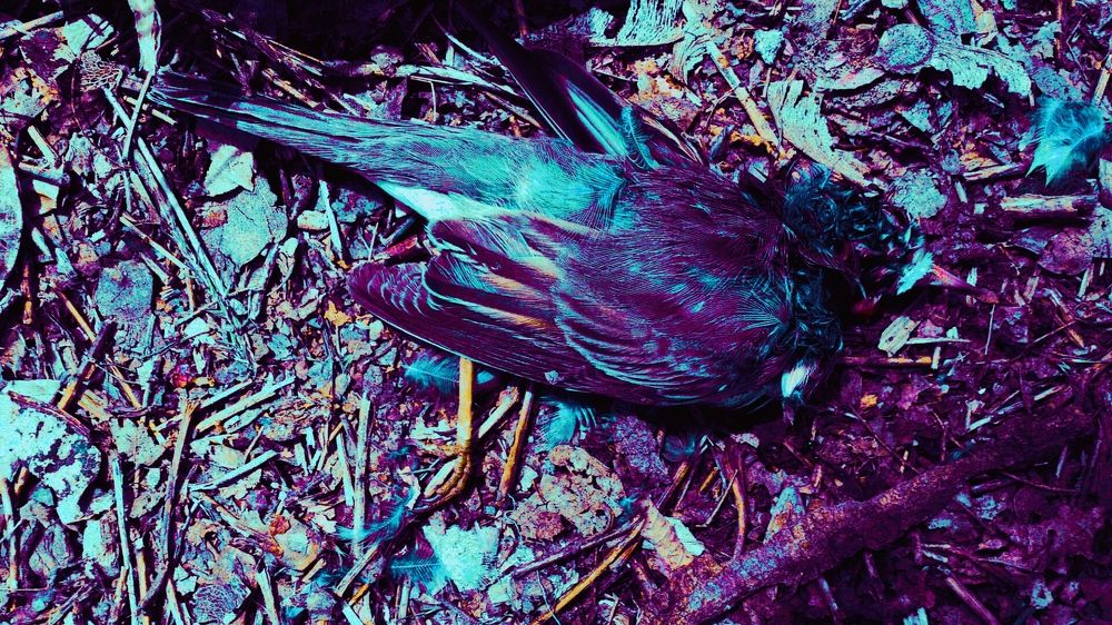 Photograph by Юлия Абакина