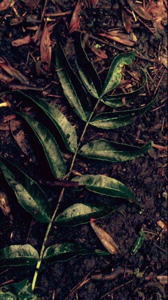 Photograph by Юлия Абакина