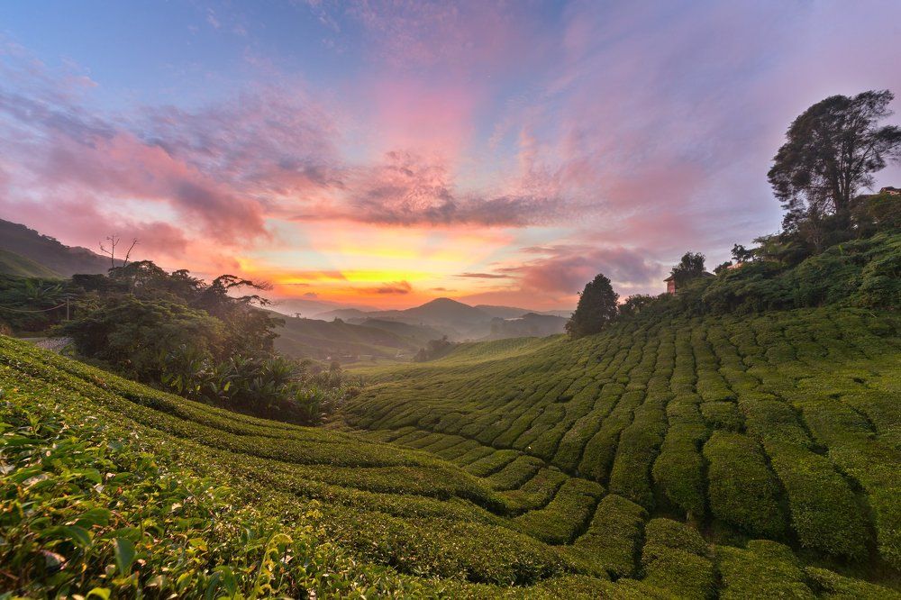Чайные плантации в Малайзии