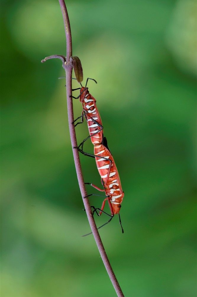 Mating Cotton Stain Bugs