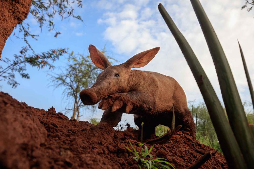 Трубкозуб, разгребающий термитник.